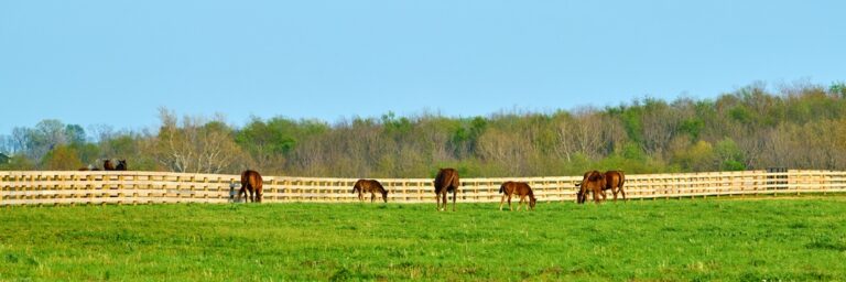 Group,Of,Thoroughbred,Horses,Grazing,In,A,Field.