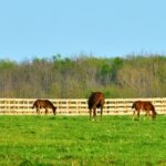 Group,Of,Thoroughbred,Horses,Grazing,In,A,Field.