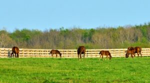 Group,Of,Thoroughbred,Horses,Grazing,In,A,Field.