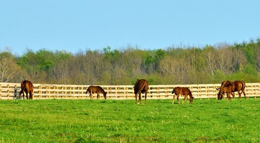 Group,Of,Thoroughbred,Horses,Grazing,In,A,Field.